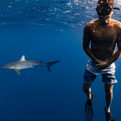 Gibt es in der Türkei Haie Was Sie über die Raubfische im Mittelmeer wissen sollten