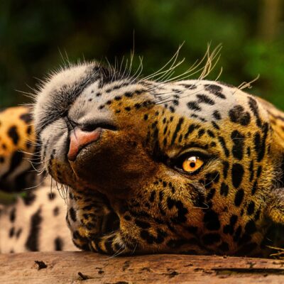 Die seltensten Tiere der Welt