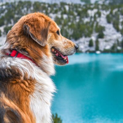 Einsame Hütte am See mit Hund