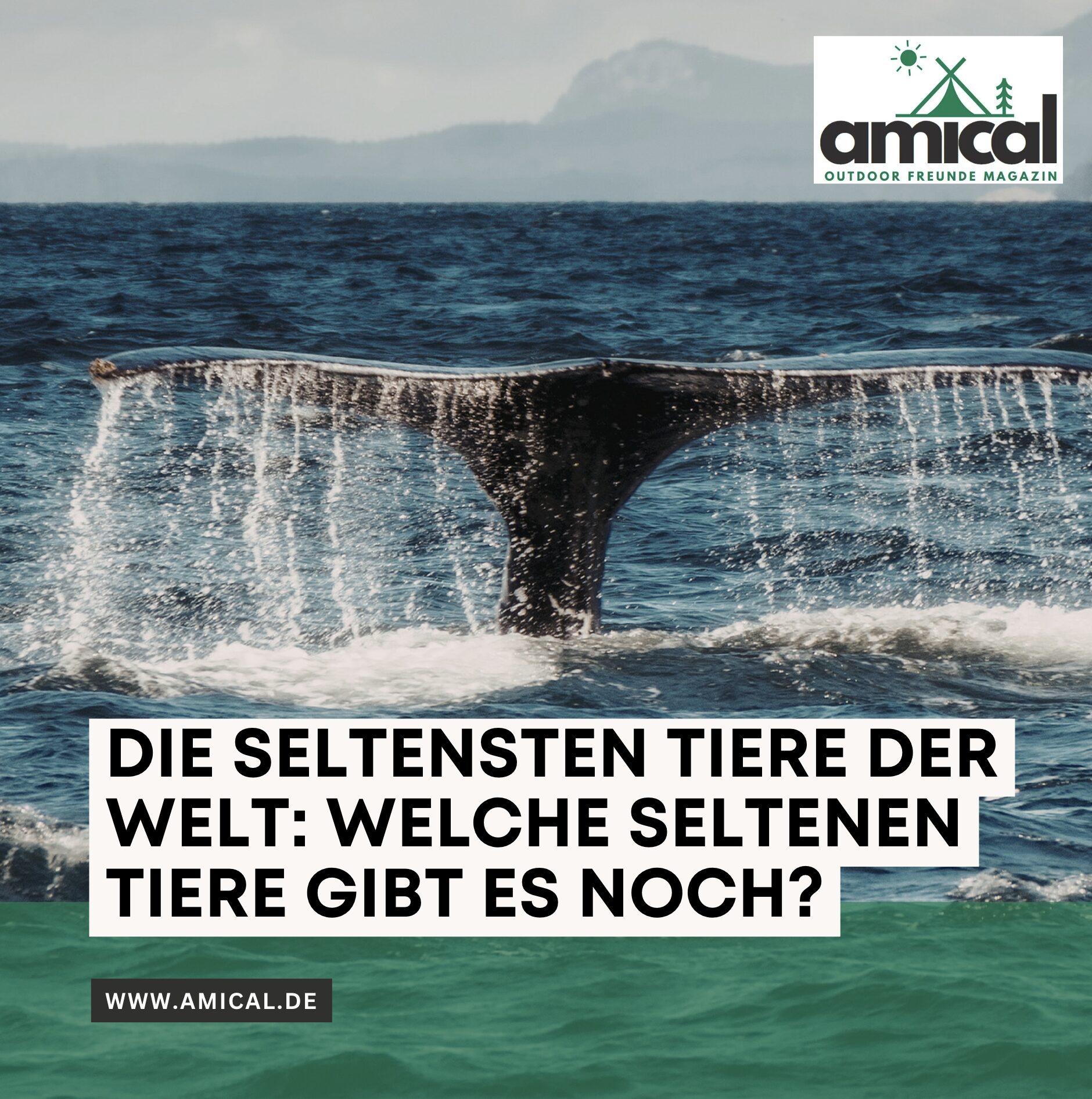 Die seltensten Tiere der Welt: Welche seltenen Tiere gibt es noch?