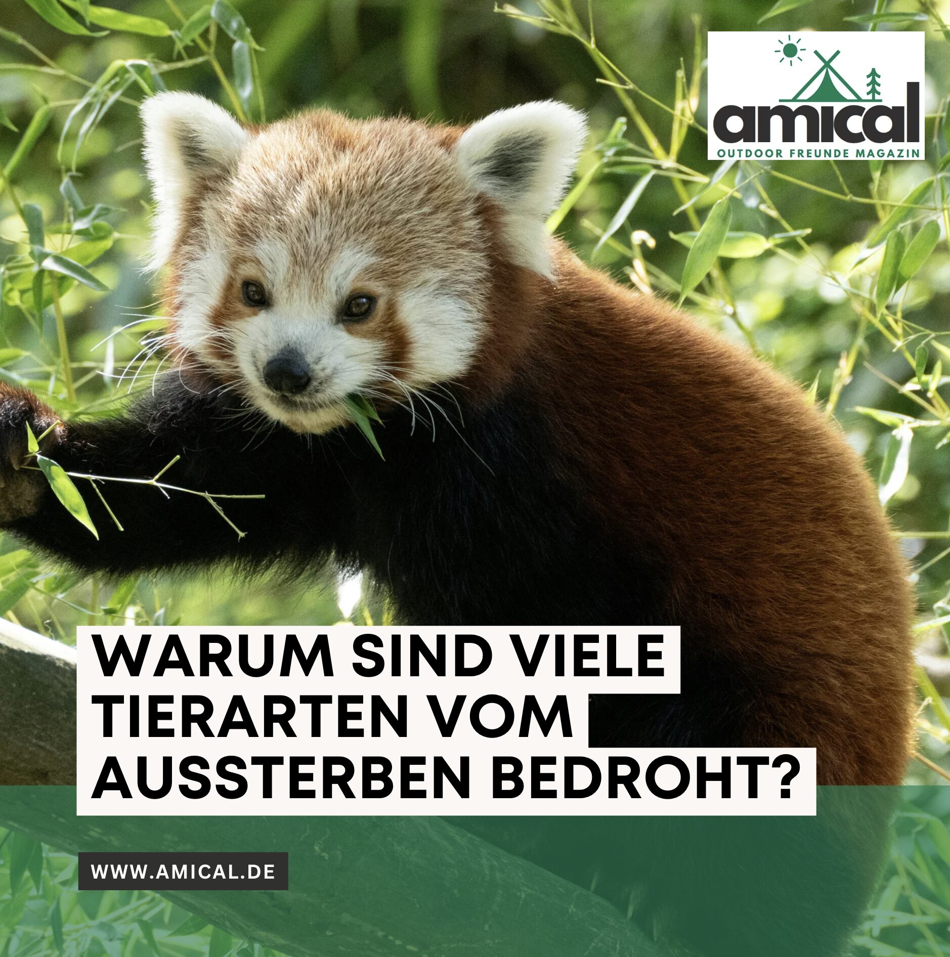 Warum sind viele Tierarten vom Aussterben bedroht?