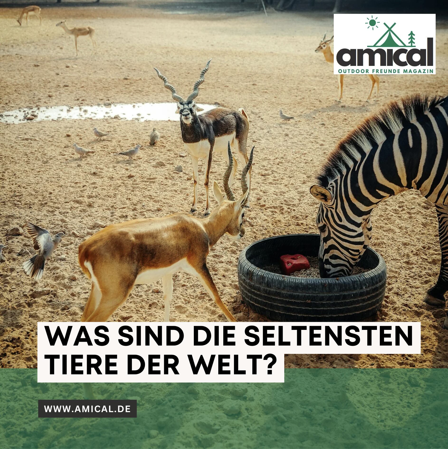Was sind die seltensten Tiere der Welt?