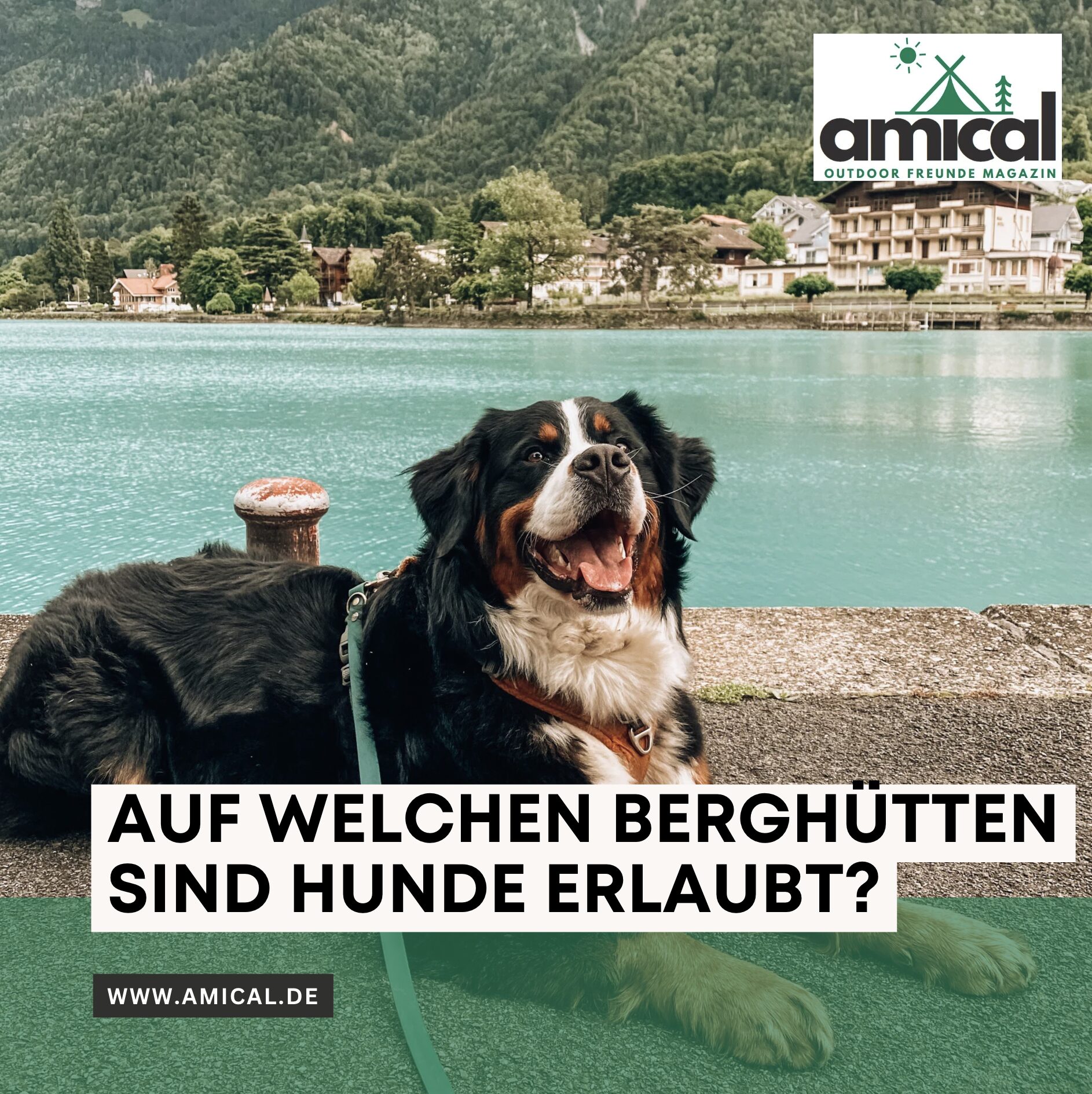 Auf welchen Berghütten sind Hunde erlaubt?
