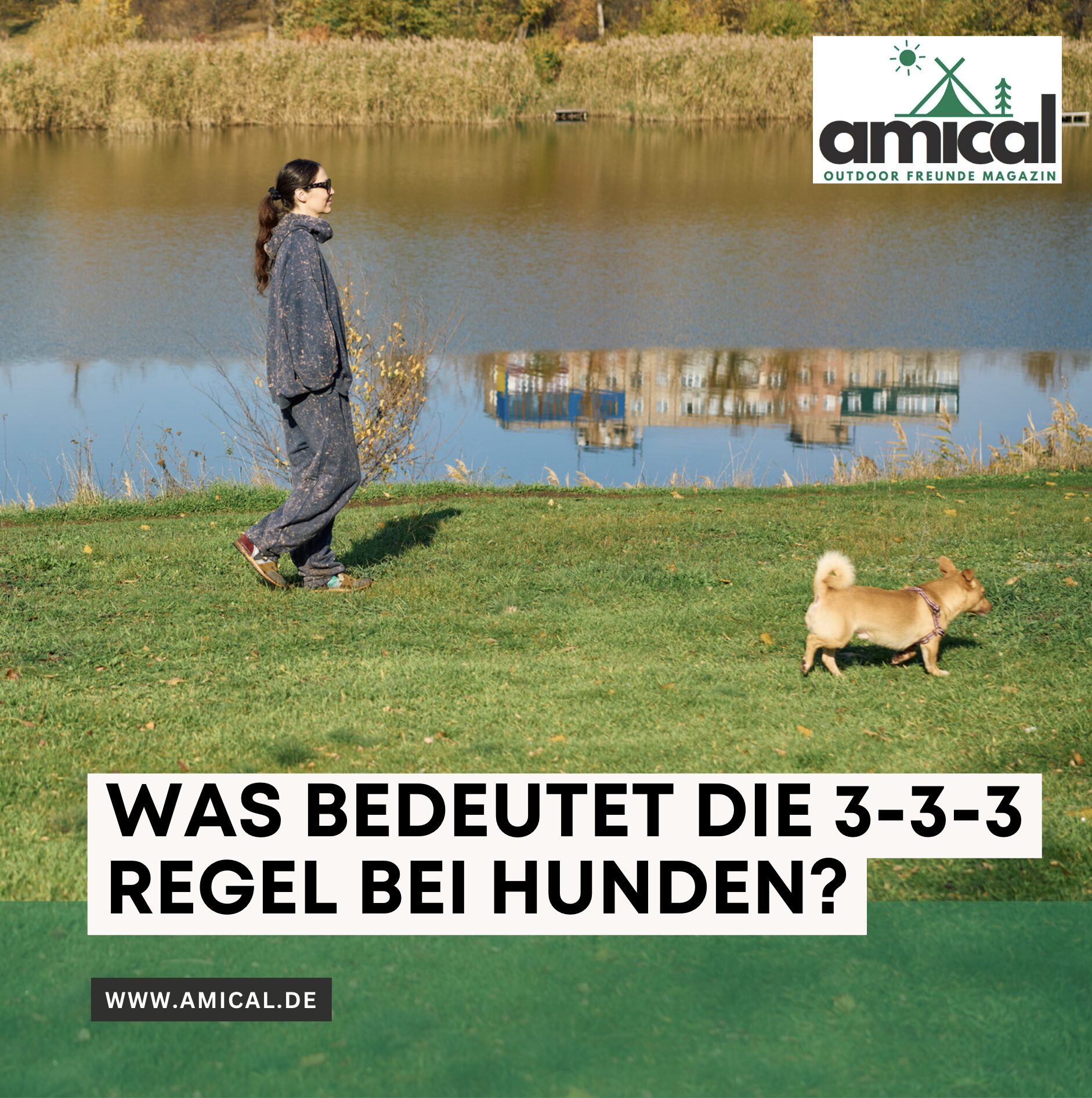 Einsame Hütte am See mit Hund: Was bedeutet die 3-3-3 Regel bei Hunden?