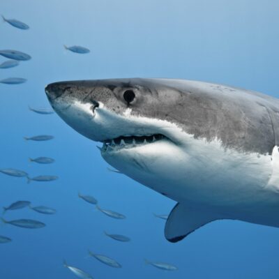 Gibt es in Italien Haie