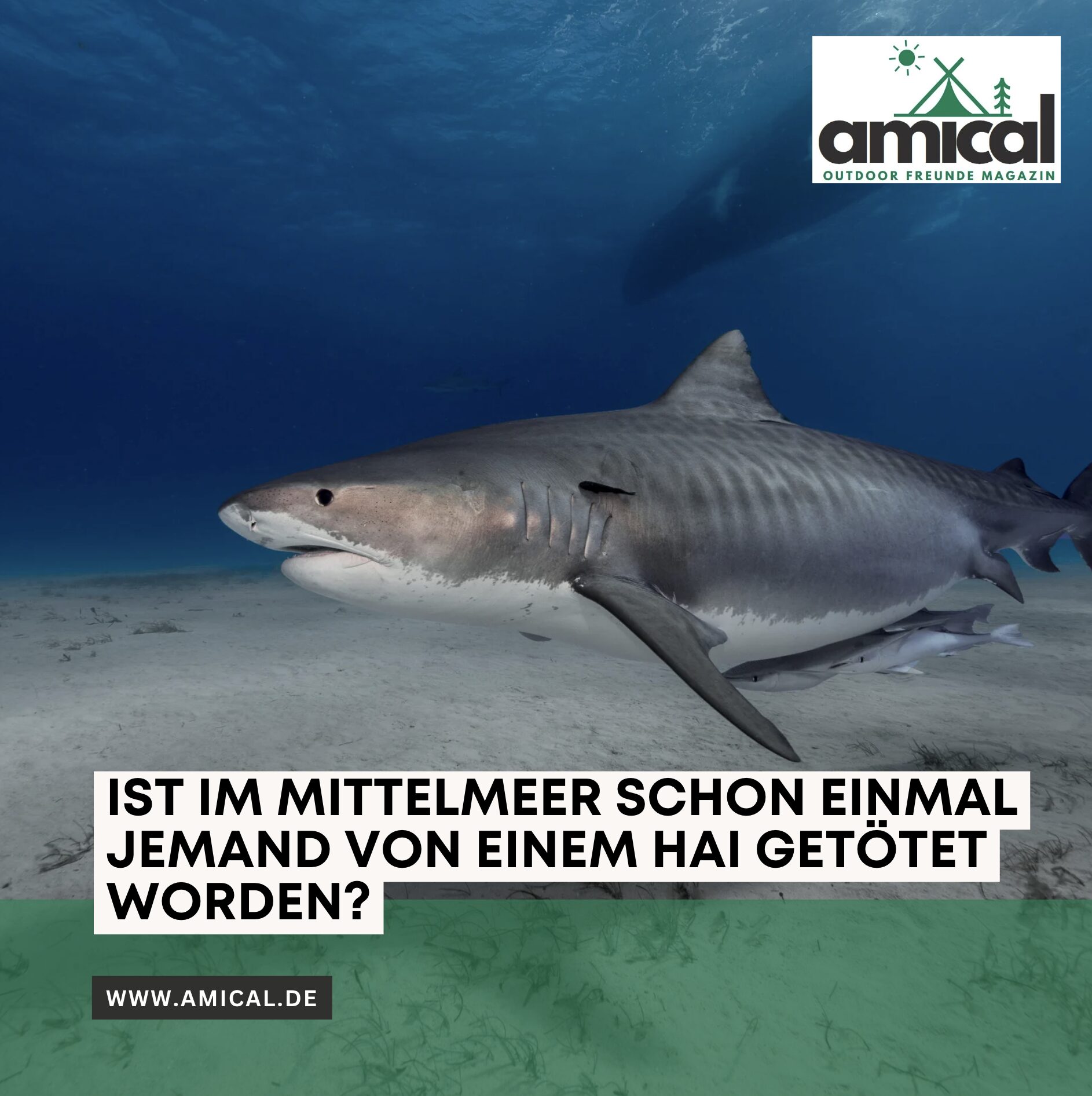 Ist im Mittelmeer schon einmal jemand von einem Hai getötet worden?