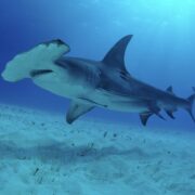 Wo gibt es die meisten Haie