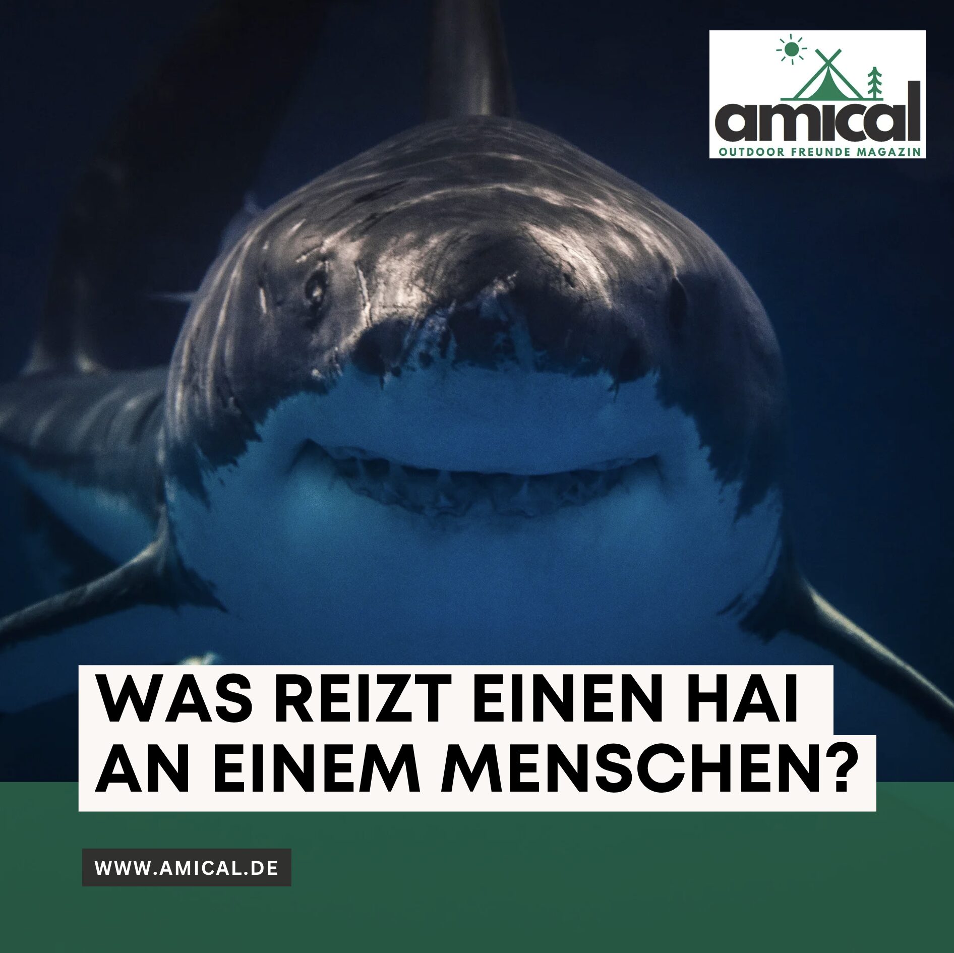 Was reizt einen Hai an einem Menschen?