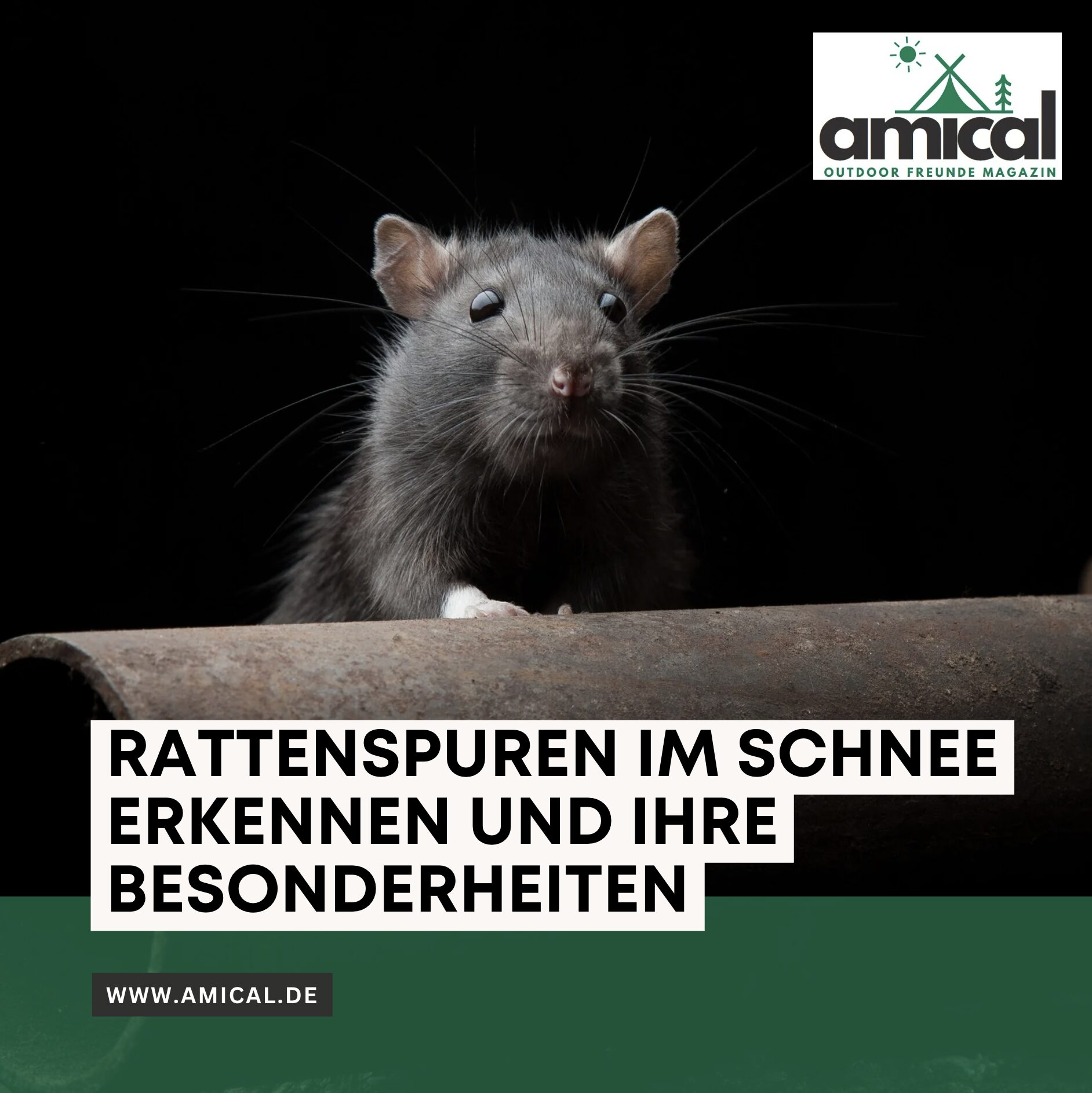 Rattenspuren im Schnee erkennen und ihre Besonderheiten