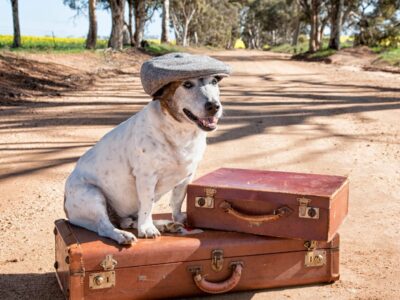 Mit dem Hund nach England – das sind die Einreisebestimmungen