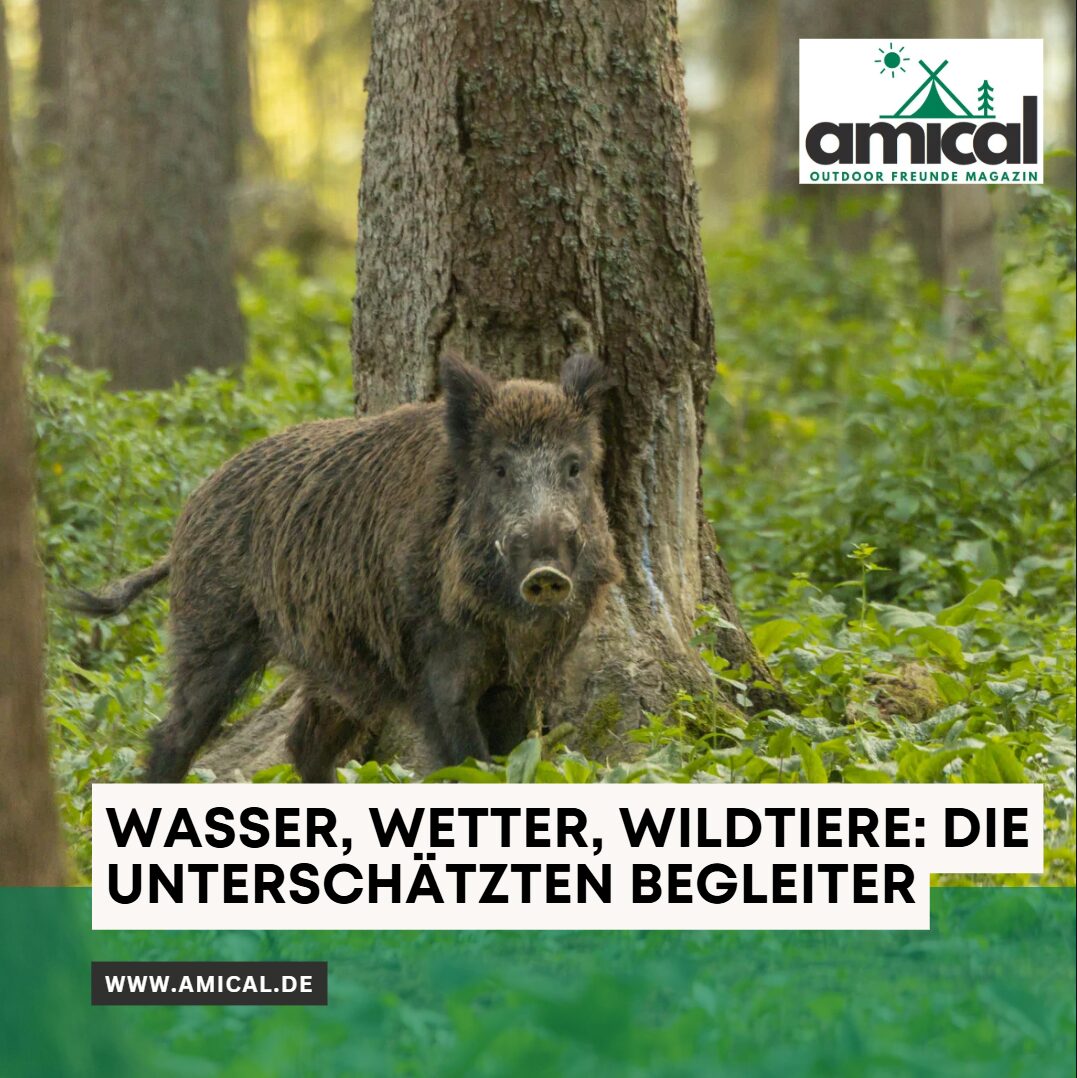 Pacific Crest Trail tiere