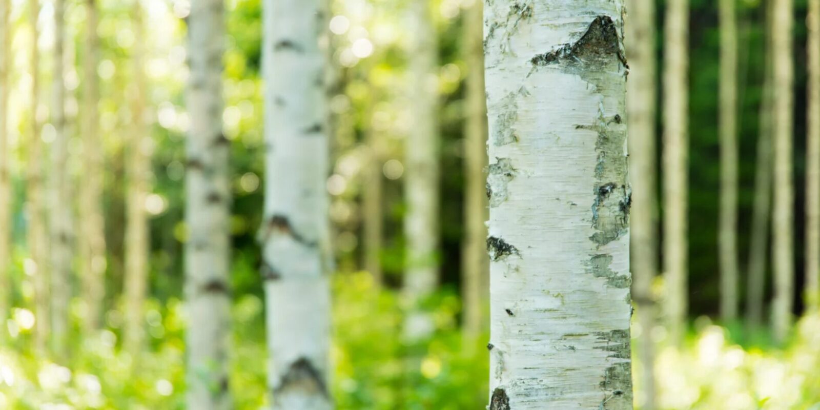 Birkenpech herstellen in der Steinzeit und seine Bedeutung für die Menschheit