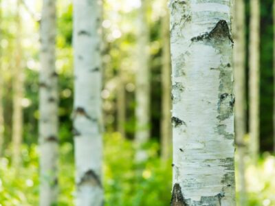 Birkenpech herstellen in der Steinzeit und seine Bedeutung für die Menschheit