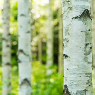 Birkenpech herstellen in der Steinzeit und seine Bedeutung für die Menschheit