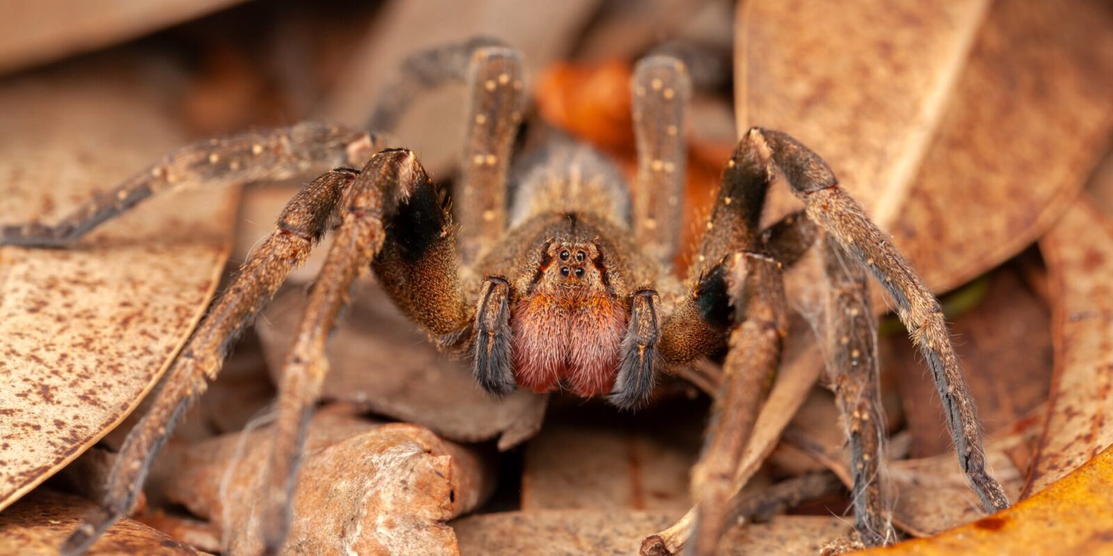 Die giftigste Spinne der Welt und ihre faszinierenden Geheimnisse