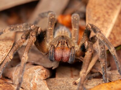 Die giftigste Spinne der Welt und ihre faszinierenden Geheimnisse