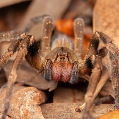 Die giftigste Spinne der Welt und ihre faszinierenden Geheimnisse