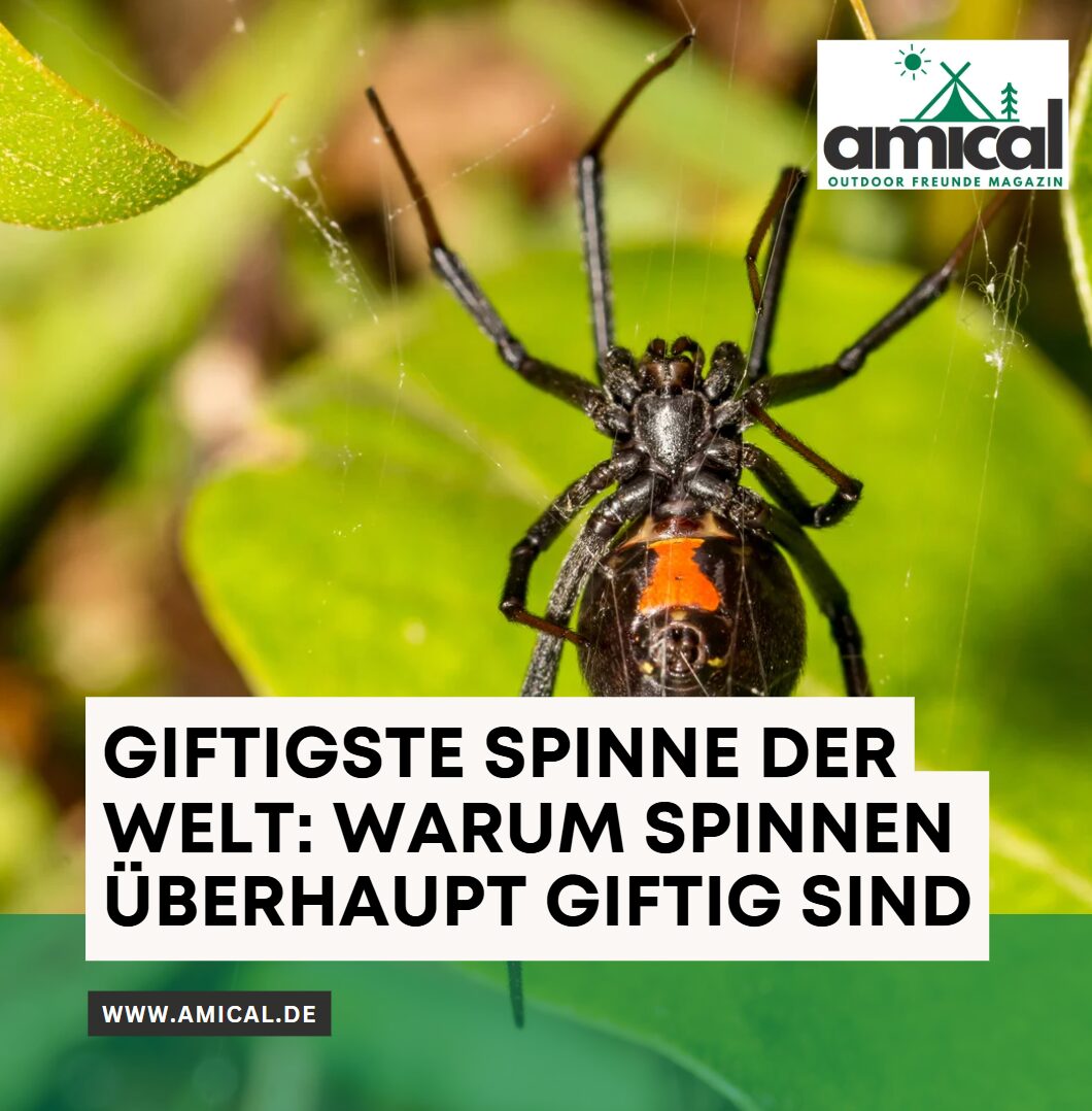 Giftigste Spinne der Welt Warum Spinnen überhaupt giftig sind Giftigste Spinne der Welt Warum Spinnen überhaupt giftig sind