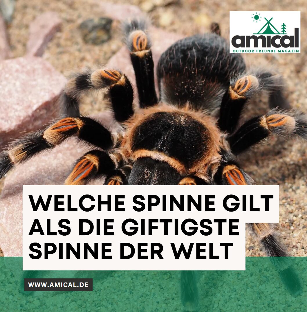 Welche Spinne gilt als die giftigste Spinne der Welt Welche Spinne gilt als die giftigste Spinne der Welt