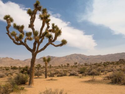 Joshua Tree National Park Sehenswürdigkeiten