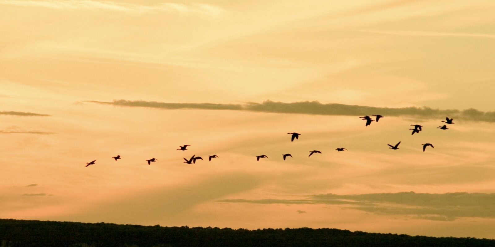Welche Vögel fliegen in den Süden