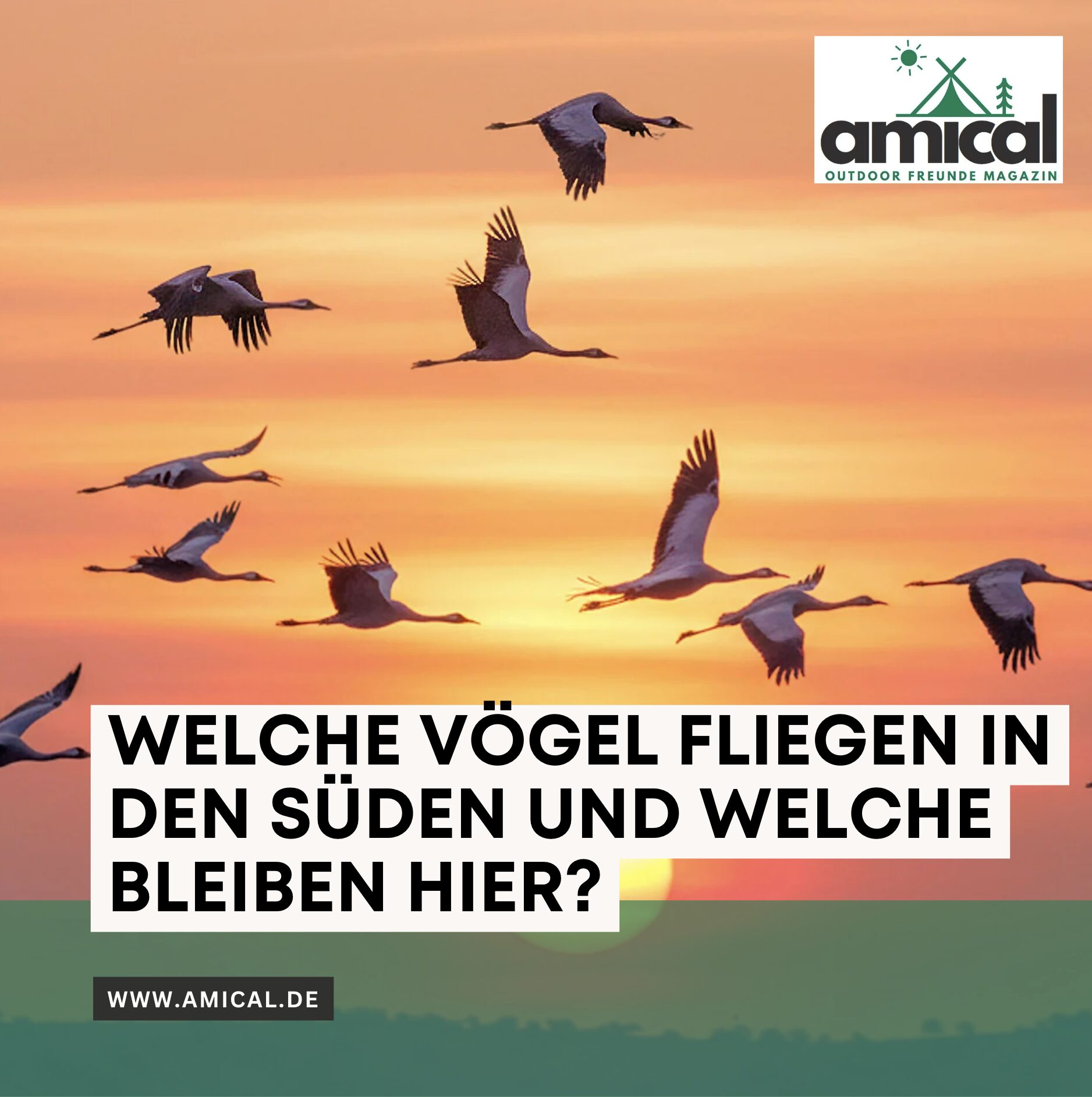 Welche Vögel fliegen in den Süden und welche bleiben hier?