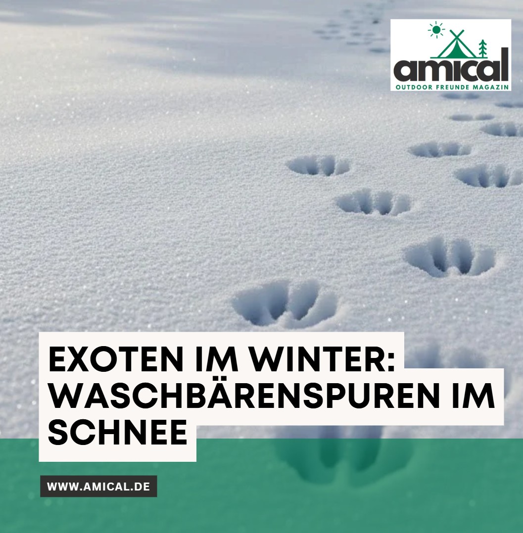 Exoten im Winter Waschbärenspuren im Schnee