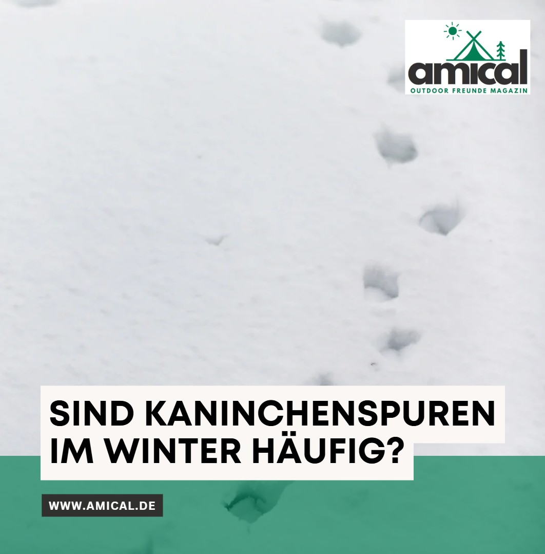 Sind Kaninchenspuren im Winter häufig