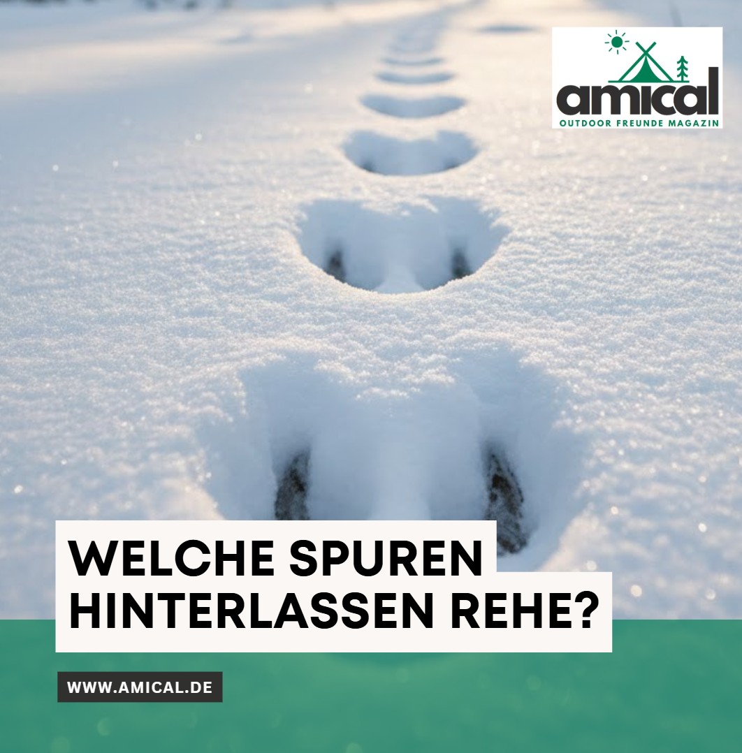 Welche Spuren hinterlassen Rehe