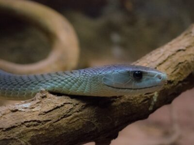 Welches ist das giftigste Tier der Welt