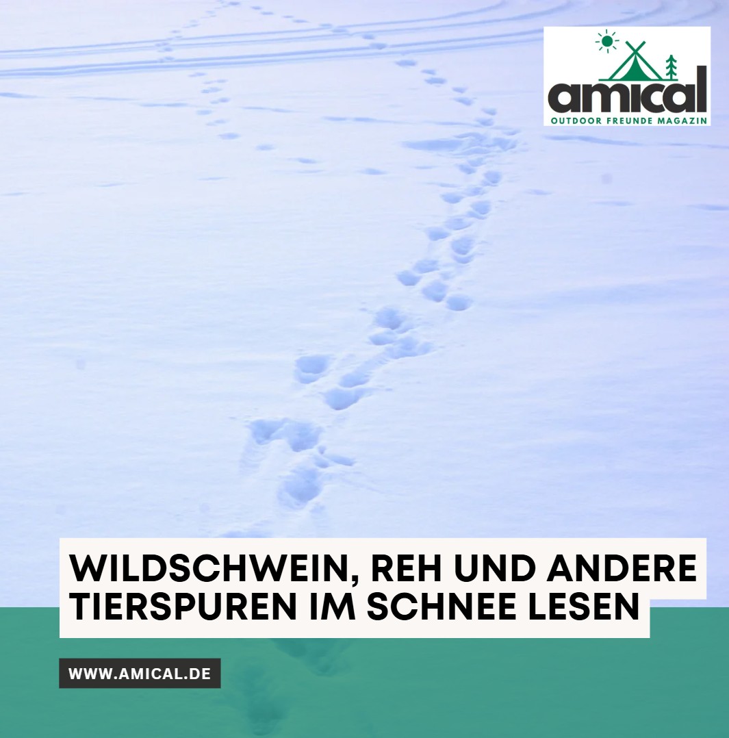 Wer war noch hier Wildschwein, Reh und andere Tierspuren im Schnee lesen
