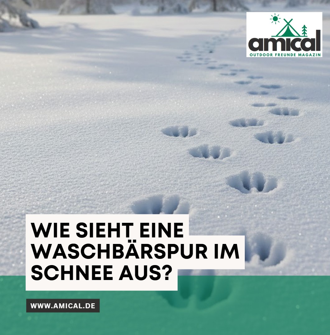 Wie sieht eine Waschbärspur im Schnee aus Wie sieht eine Waschbärspur im Schnee aus