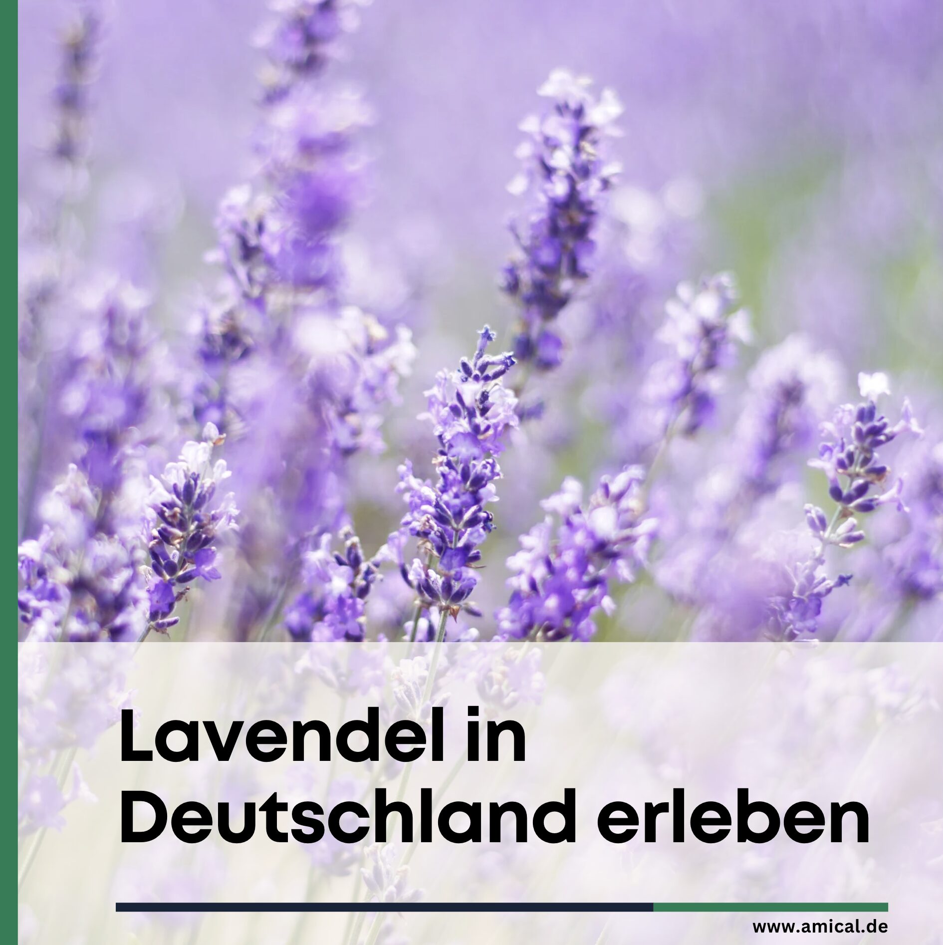 Lavendel in Deutschland erleben