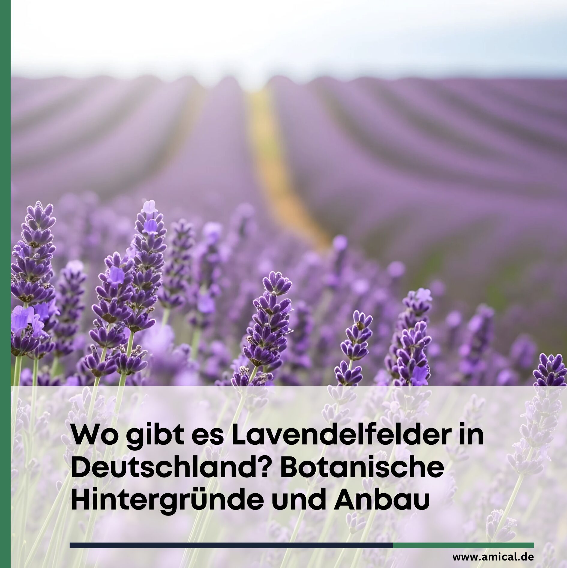 Wo gibt es Lavendelfelder in Deutschland? Botanische Hintergründe und Anbau