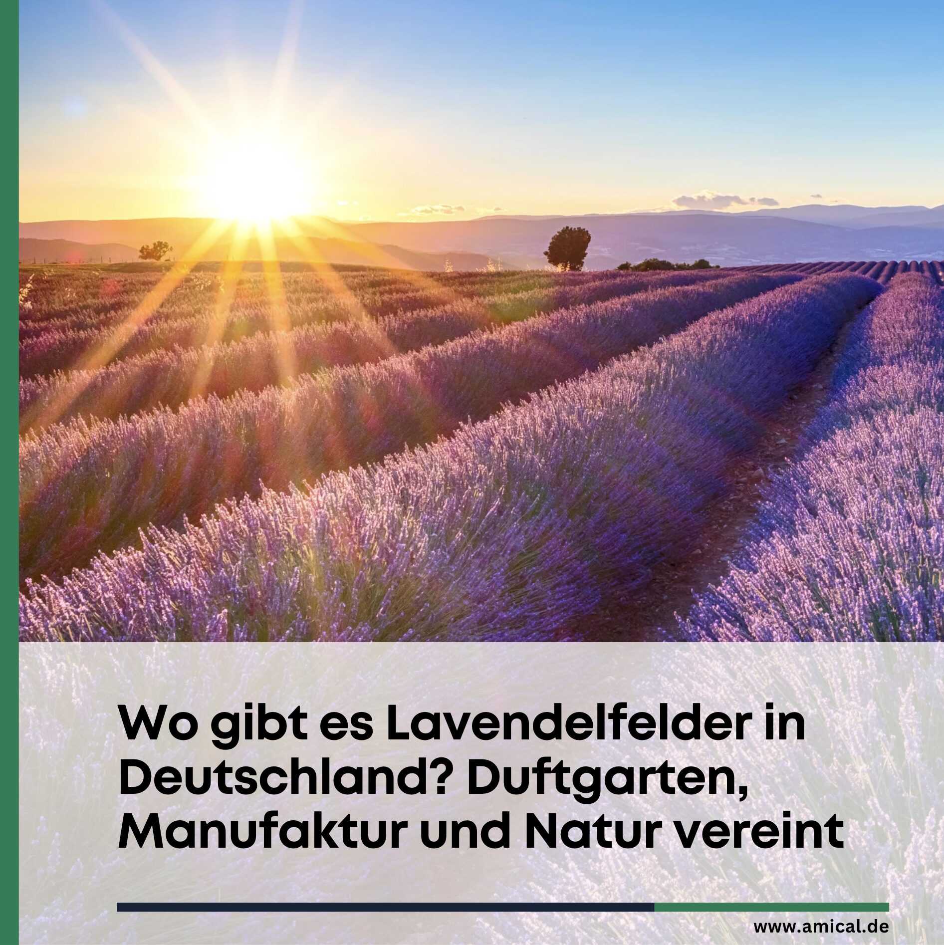 Wo gibt es Lavendelfelder in Deutschland? Duftgarten, Manufaktur und Natur vereint