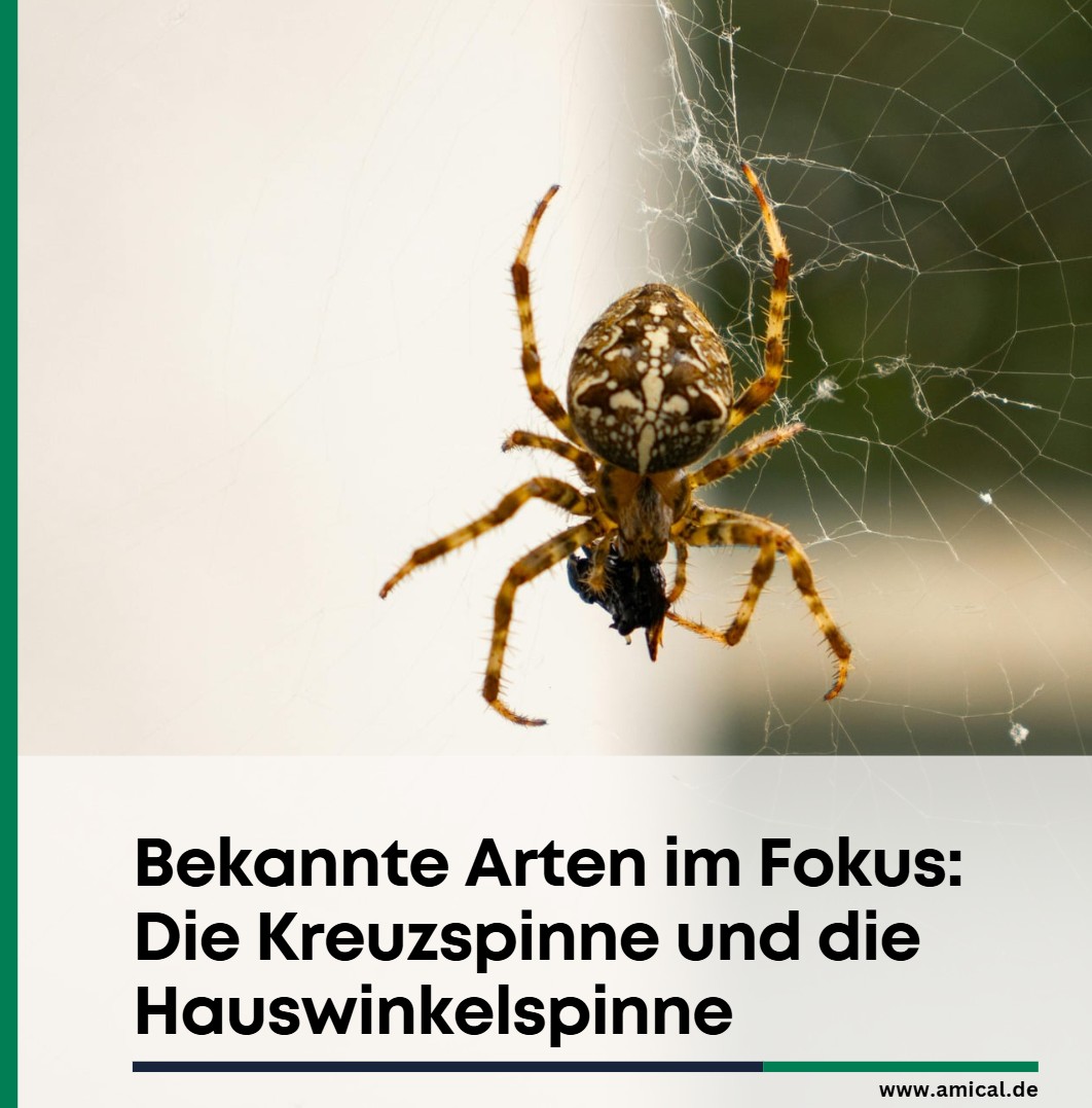 Bekannte Arten im Fokus Die Kreuzspinne und die Hauswinkelspinne