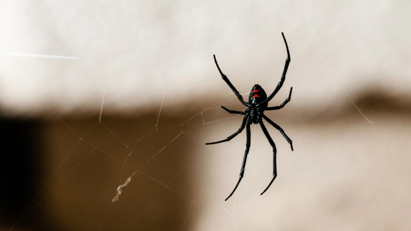 Gibt es giftige Spinnen in Deutschland Die Fakten über heimische Spinnenarten