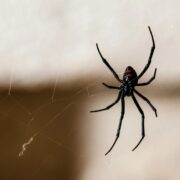 Gibt es giftige Spinnen in Deutschland Die Fakten über heimische Spinnenarten