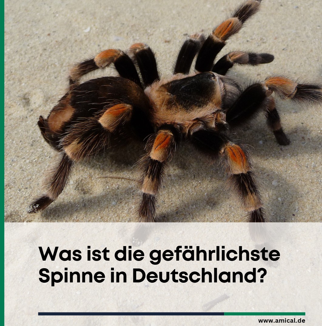 Was ist die gefährlichste Spinne in Deutschland