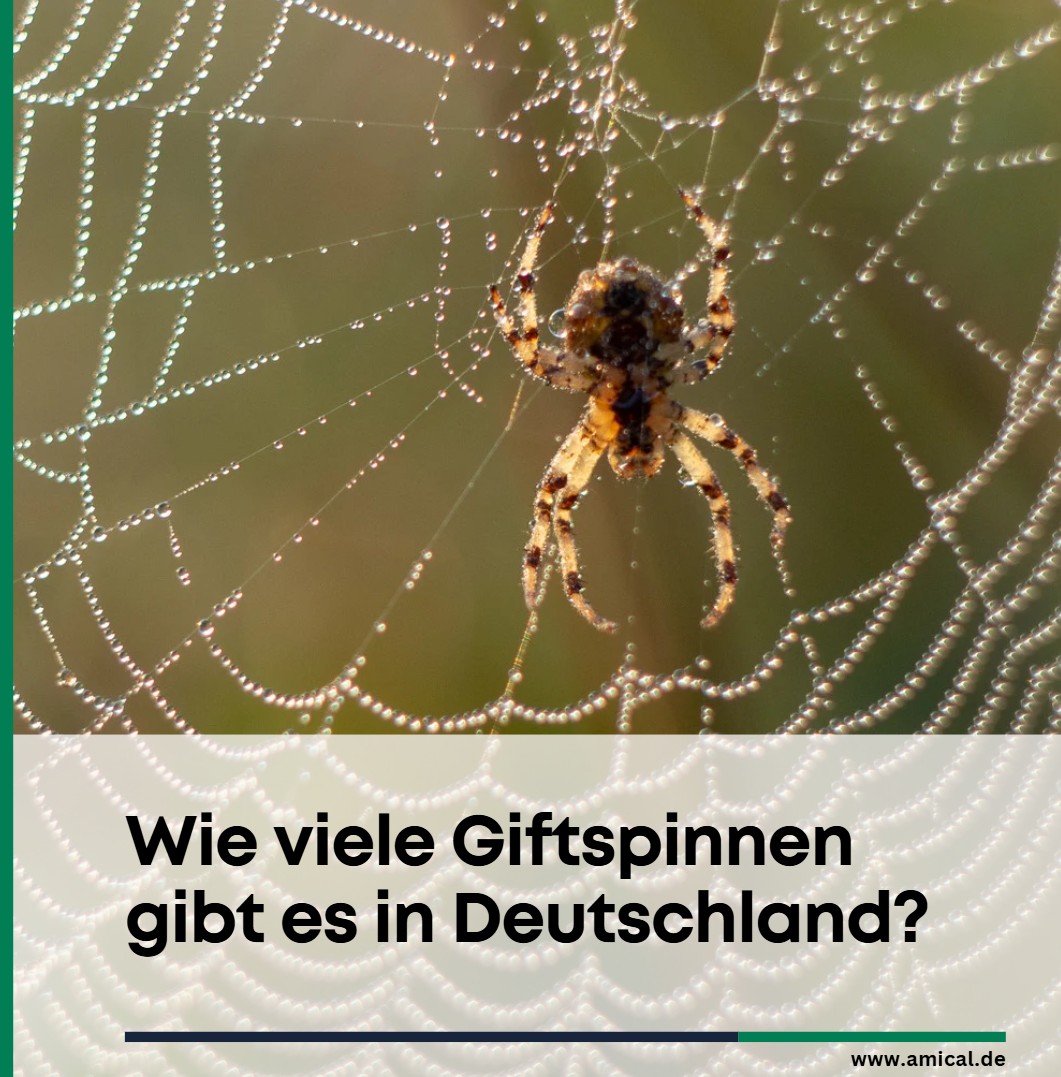 Wie viele Giftspinnen gibt es in DeutschlandWie viele Giftspinnen gibt es in Deutschland