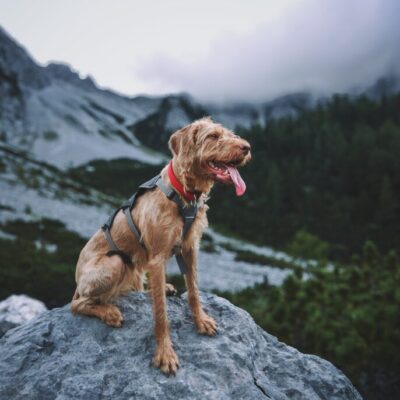 Slow Travel mit Hund an der dänischen Nordseeküste