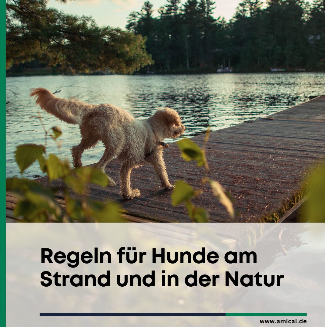 regeln für hunde am strand