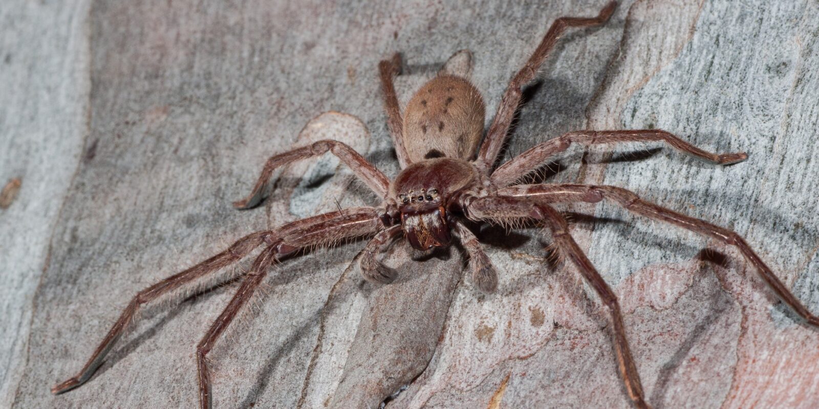 Die größte Spinne der Welt Giganten mit erstaunlichen Rekorden