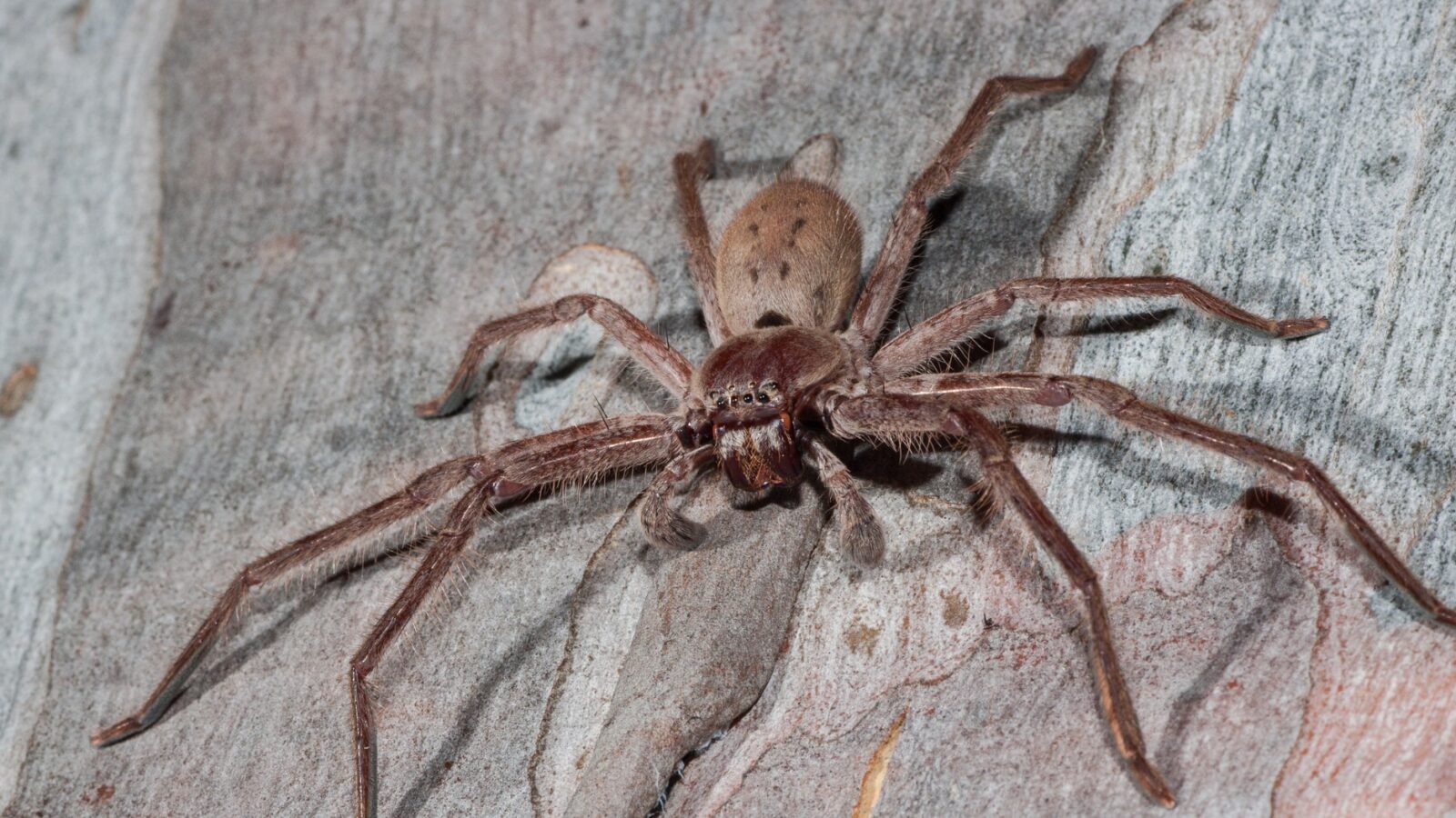 Die größte Spinne der Welt Giganten mit erstaunlichen Rekorden