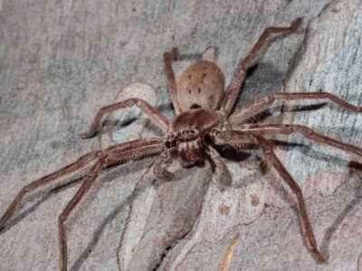 Die größte Spinne der Welt Giganten mit erstaunlichen Rekorden