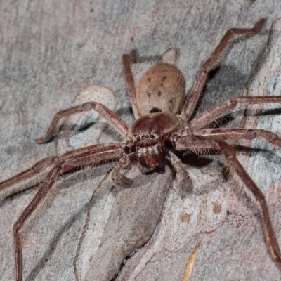 Die größte Spinne der Welt Giganten mit erstaunlichen Rekorden