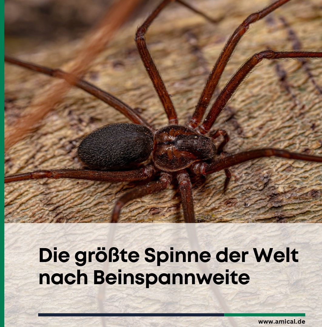 Die größte Spinne der Welt nach Beinspannweite Die größte Spinne der Welt nach Beinspannweite