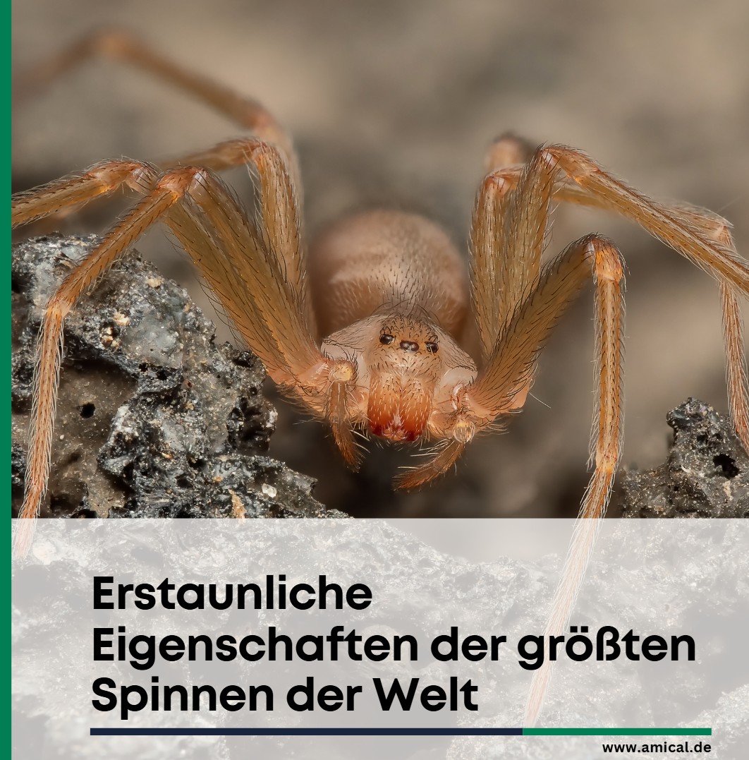 Erstaunliche Eigenschaften der größten Spinnen der Welt Erstaunliche Eigenschaften der größten Spinnen der Welt