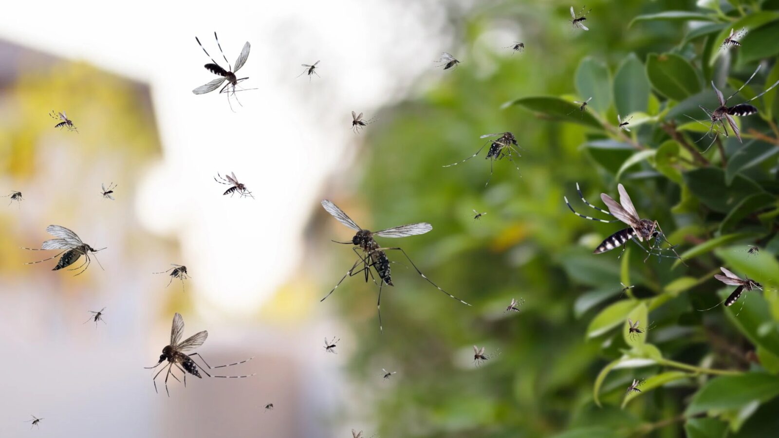 Werden Mücken von Licht angezogen So finden sie ihr nächstes Opfer