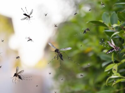 Werden Mücken von Licht angezogen So finden sie ihr nächstes Opfer